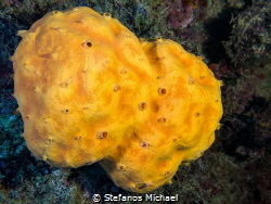 Orange Crater Sponge - Αgelas oroides by Stefanos Michael 